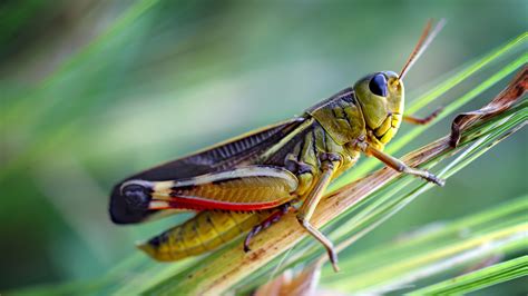 Why Taller Grass Can Be Bad News For Grasshoppers The Salt Npr