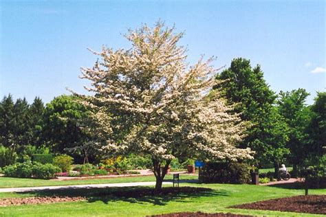 Ornamental characteristics are important factors in tree selection even though they usually have little to do with whether a tree can survive and thrive on its site. Winter King Hawthorn (Crataegus viridis 'Winter King') at ...