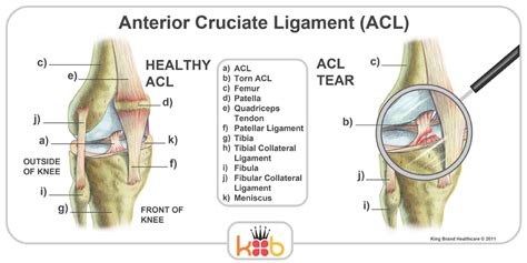 Acl Mcl Knee Anatomy