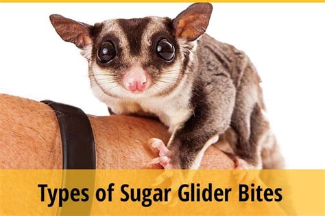 Types Of Sugar Glider Bites Causes And Treatments Zooawesome