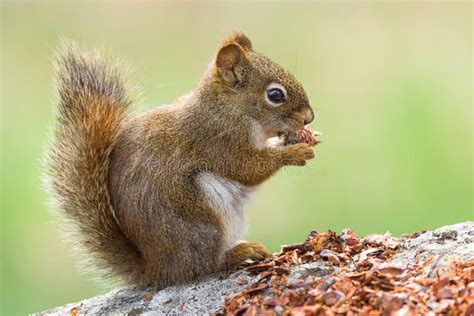 Red Squirrel With A Small Pine Cone In Its Paws Stock Image Image Of
