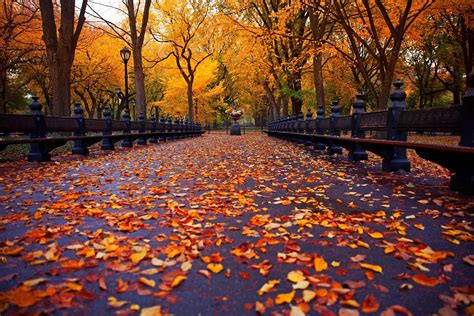 Autumn Road Path Way Leaves Orange 4k Wallpaper Best Wallpapers