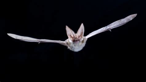 Bats On The Brink A Search For The Grey Long Eared Bat Bbc News
