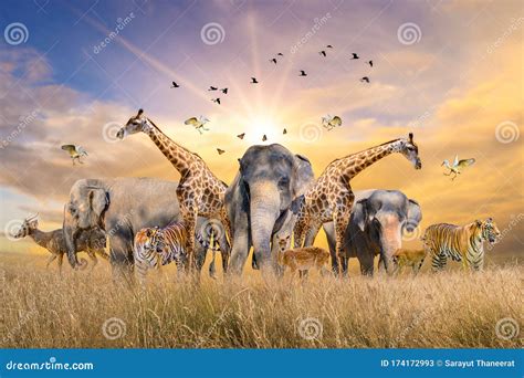 Large Group Of African Fauna Safari Wildlife Animals Together In A