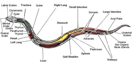 Diagram Of Snake Anatomy Yahoo Search Results Yahoo Image Search