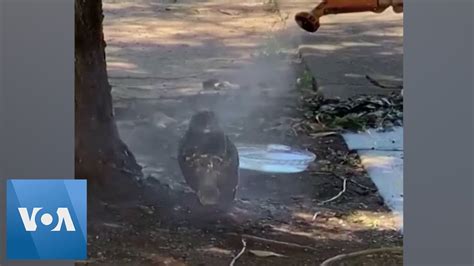 Owl Cooled Off With Garden Hose During Australias Hottest Day Youtube