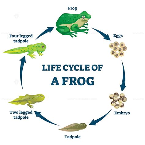 Life Cycle Of A Frog Vector Illustration Vectormine