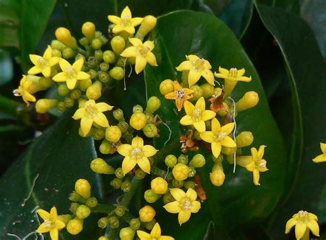 Australian Rubiaceae