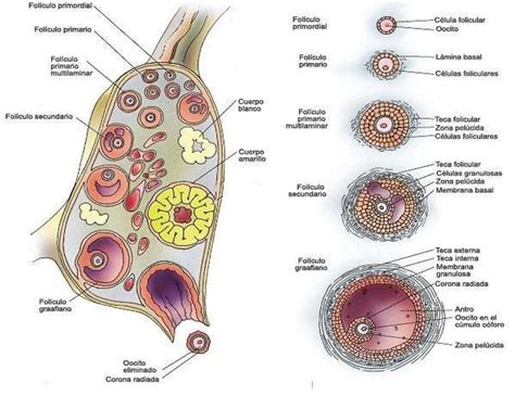 Fases de la foliculogénesis fraii uDocz