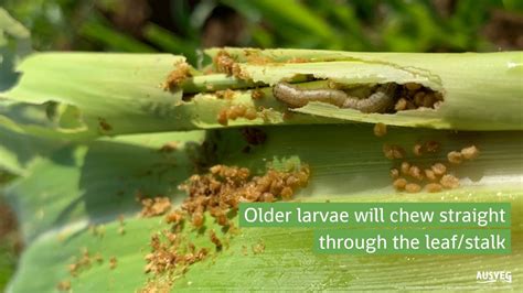 Fall Armyworm What To Look For Youtube