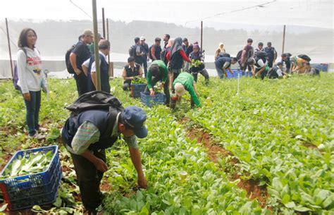 Pelajari Agribisnis Sayuran Daun 30 Penyuluh Pertanian Se Jawa Barat