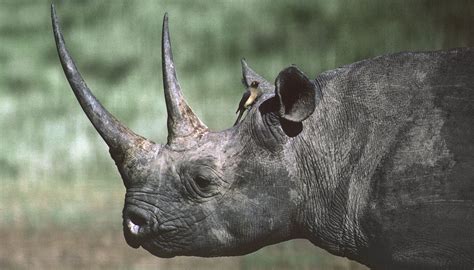 Header Here The Hook Lipped Black Rhino Is Critically Endangered Black