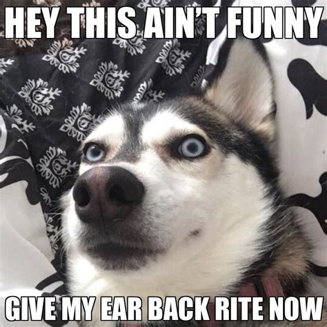 Pin By Mark Deavult On Husky Memes Dog Jokes Cute Dog Pictures Cute