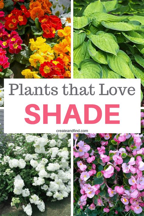 These varieties thrive on shade and stand up well to cold weather. The 10 Best Plants that Grow in Shade