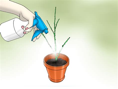 Dried flowers will eventually fade and can disintegrate if not stored properly. How to Grow Long Stem Roses at Home: 7 Steps (with Pictures)