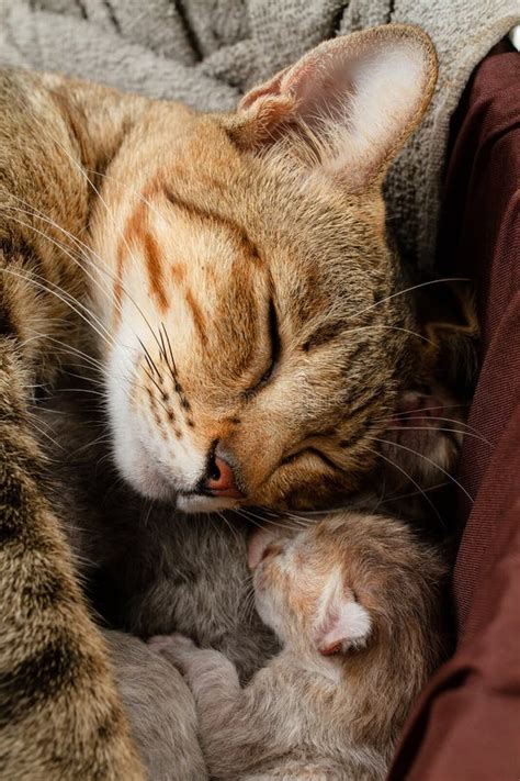 The Mother Cat Is Nursing Kitten Stock Photo Image Of Female