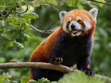 Red Panda By Ines Wohlgenannt On 500px Panda Roux Animaux Panda