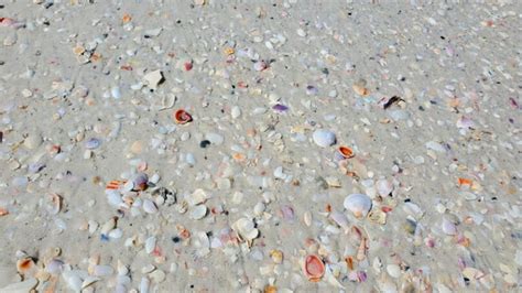 Lido Key Shelling I Did See Some Shells At The Lido Key Beach 🐚