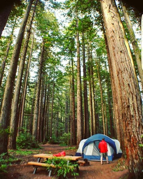 Redwoods Camping Camping And Hiking Camping Activities Camping