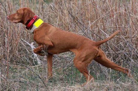 Our goal is to provide attractive, healthy and well tempered puppies that are as. Vizsla Breeder Registry, Vizsla Breeders, Texas USA ...