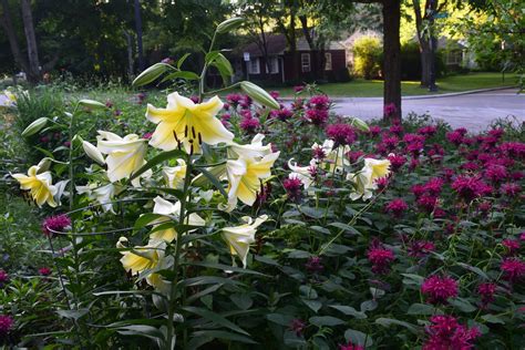 The Sumptuous Orienpet Hybrid Lily Gardeninacity