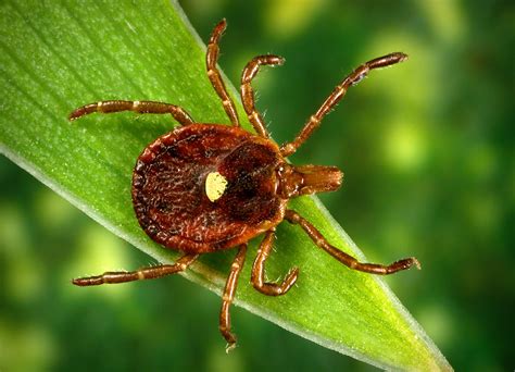 Georgia Ticks Found To Carry New Potentially Deadly Virus