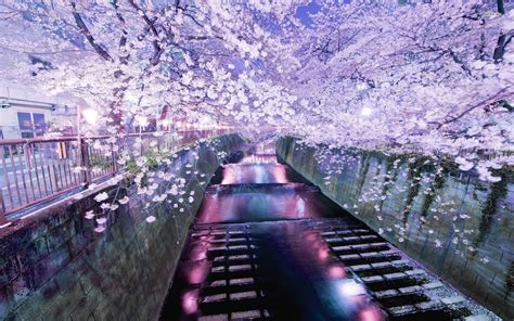 47 Sakura Desktop Wallpaper