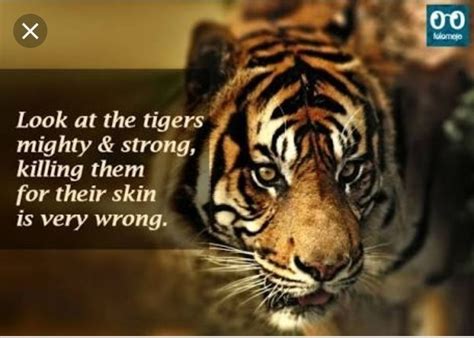 Save The Tigers Slogan