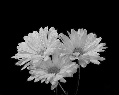Black And White Flowers White Art Paris Photography Flowers