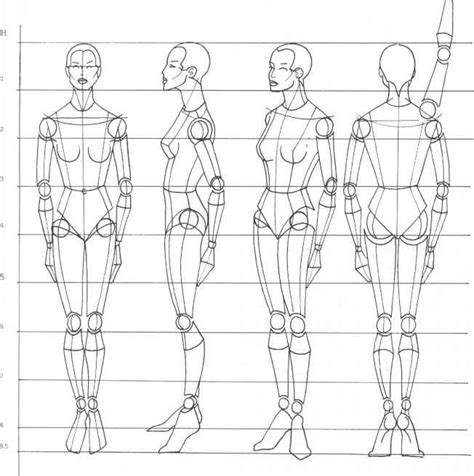 An Image Of A Line Drawing Of Different Body Types