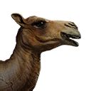 Camel (Pet) - Official Conan Exiles Wiki