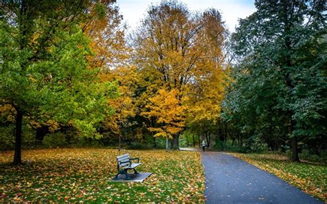 Wallpaper Park Trees Yellow And Green Leaves Path Bench Autumn