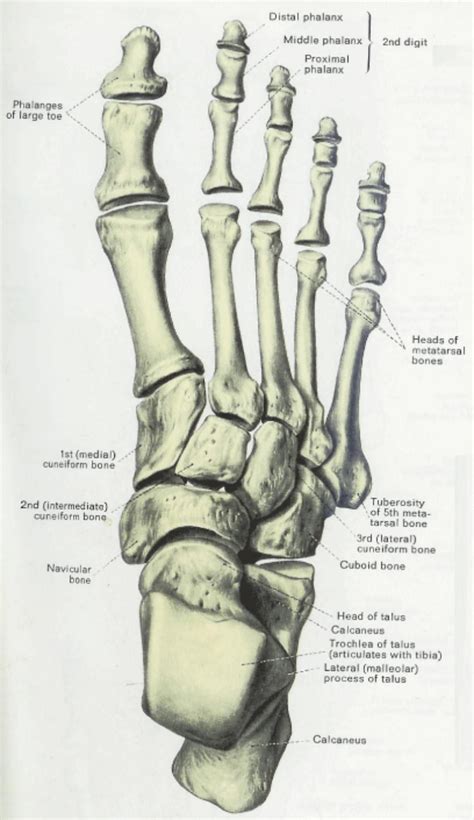 Anatomy And Physiology Illustration Skeleton Anatomy Human Skeleton