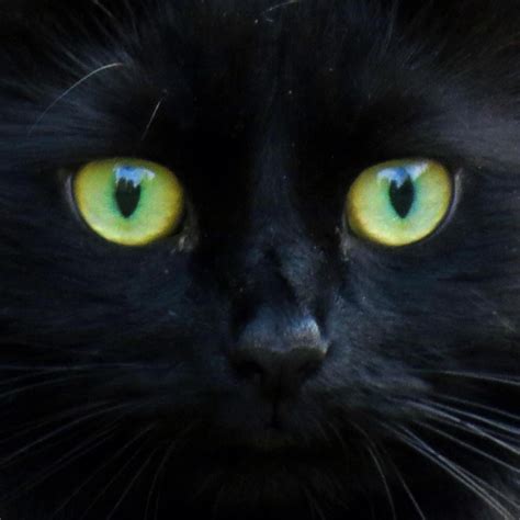 The various names registered for this cat during its development—foreign longhair, tiffany, and chantilly—caused considerable confusion, and the dual name is now the. Mme Bougalou, magnifique chat noir ! Close up of ...