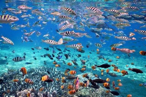 Menikmati Gamat Bay Snorkeling Nusa Penida Keindahan Bawah Laut