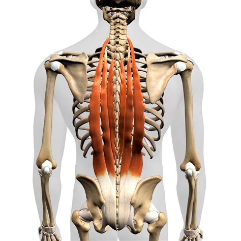 Spine Biomechanics Part 4 The Muscles Of The Spine Biomechanics