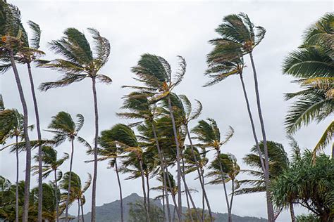 Hurricane Palm Trees Stock Photos Pictures And Royalty Free Images Istock