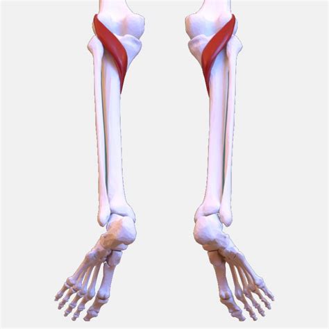 Beat Popliteus Strain Tendinopathy Tendonitis Runners Popliteal