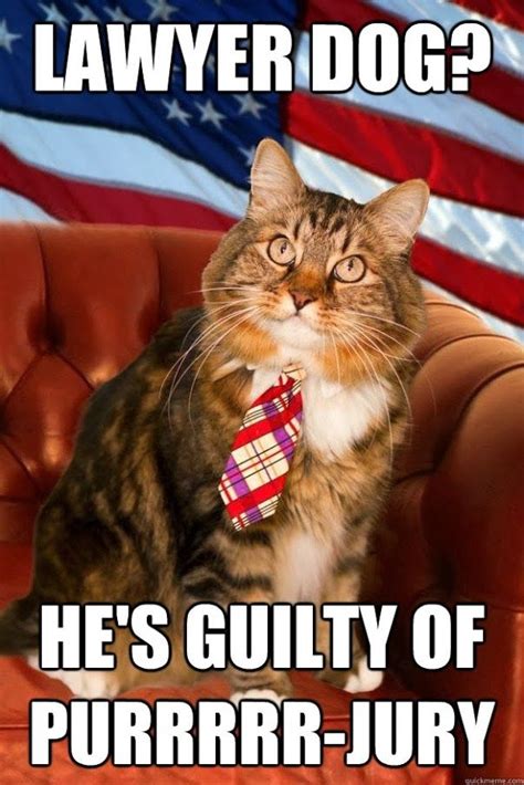 Lawyer Dog Hes Guilty Of Purrrrr Jury Cats Cat Run Cats And Kittens