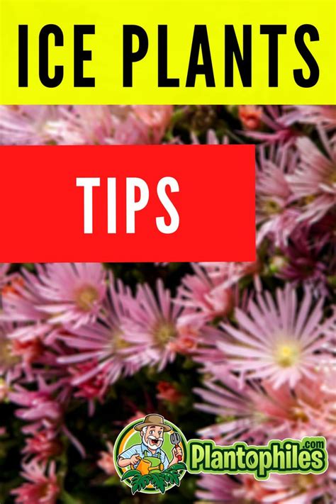 The Best Ice Plant Care Tips Ice Plant Plant Care Plants