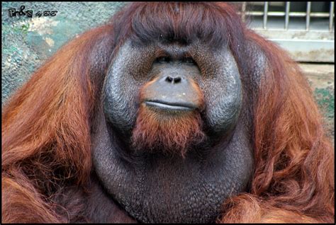 Bornean Orangutan Selected Mammals Of Borneo · Inaturalist