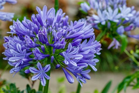Agapanthus ‘african Lily Care And Uk Growing Tips Upgardener