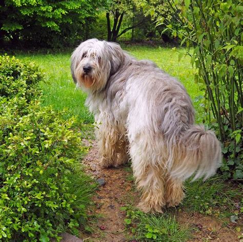 We Admit It — Were Envious Of These Long Haired Dog Breeds Long