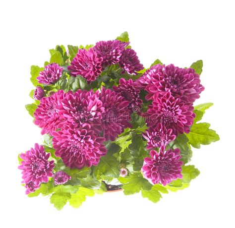 Bouquet Of Chrysanthemums Isolated Stock Photo Image Of Florist