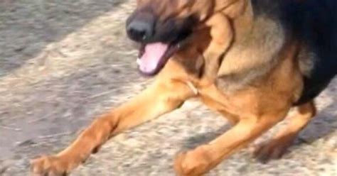 Ridiculously Photogenic Running Dog Imgur