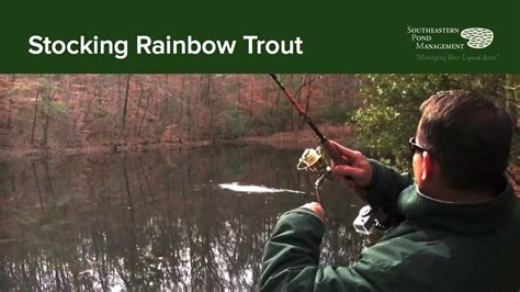 Stocking Rainbow Trout Youtube