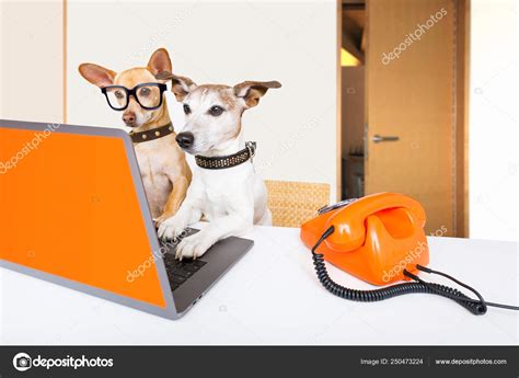 Boss Management Dogs In Office Stock Photo By ©damedeeso 250473224