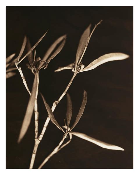 Digital Prints Based On Hand Toned Silver Gelatin Prints Branch Series For Sale At 1stdibs