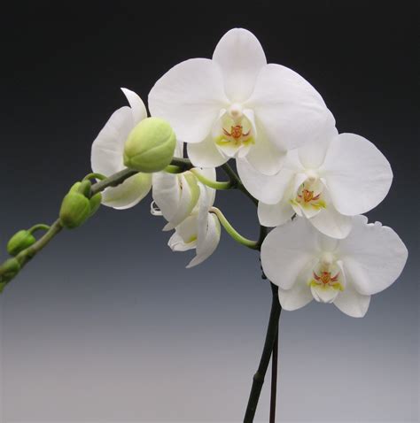 Free Photo White Orchids Bloom Flower Nature Free Download Jooinn