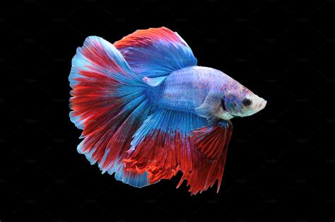 Betta Fish Siamese Fighting Fish High Quality Animal Stock Photos